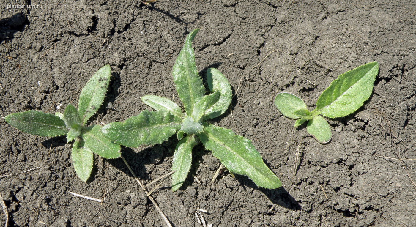 Изображение особи Cirsium incanum.