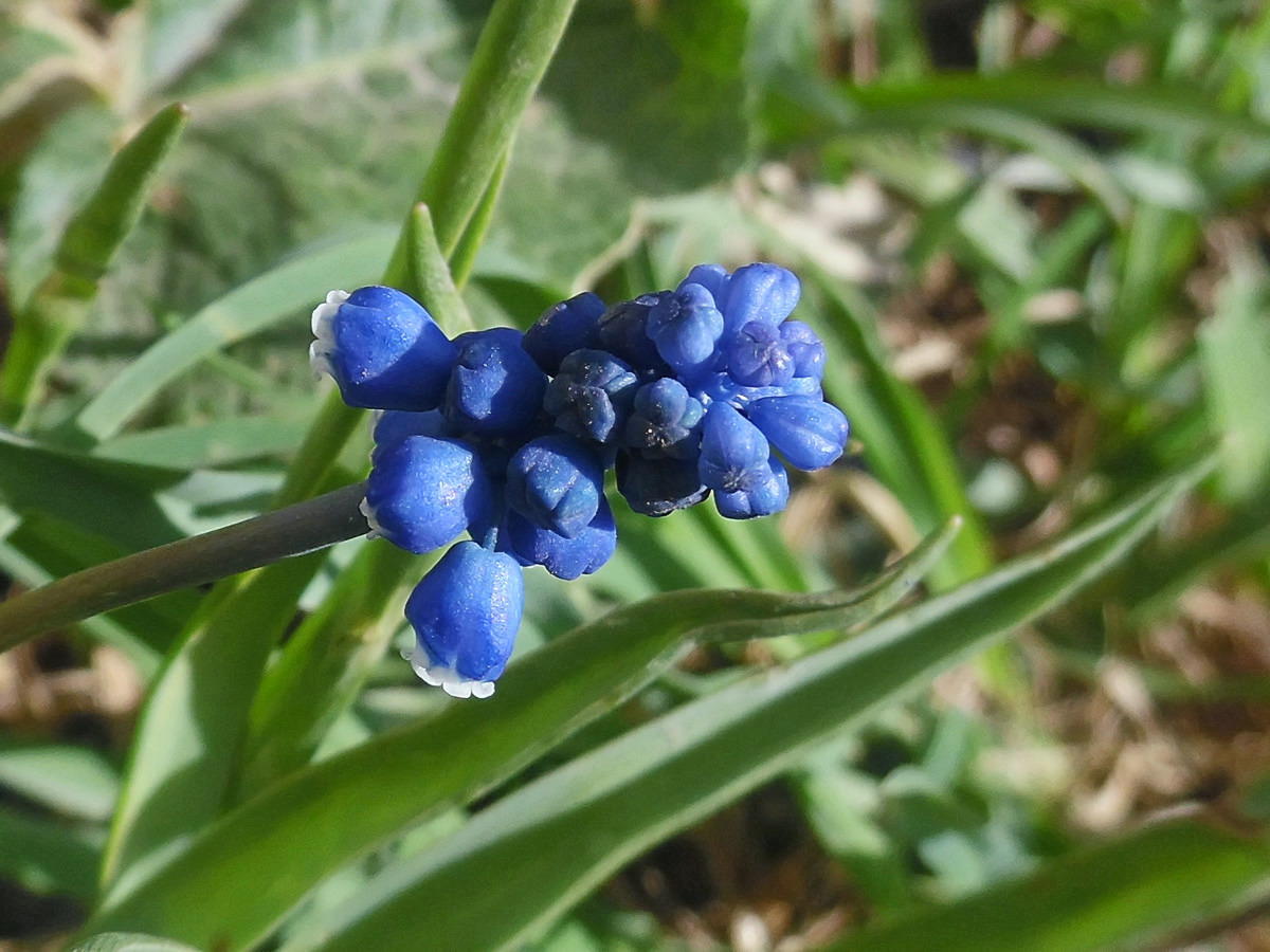 Изображение особи Muscari botryoides.