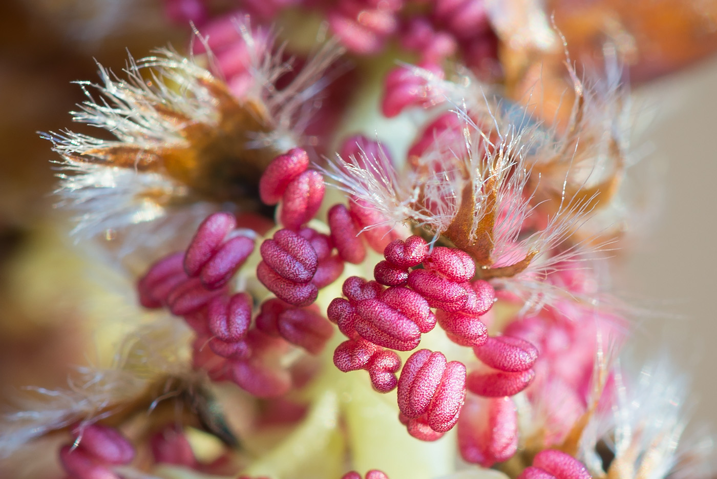 Image of Populus tremula specimen.