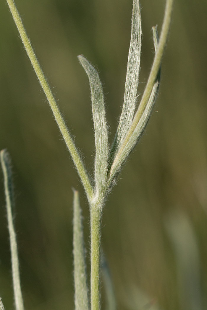 Image of Ranunculus illyricus specimen.