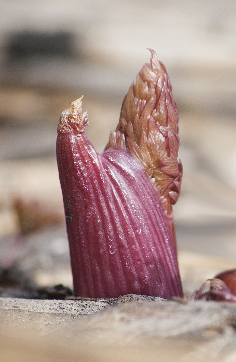 Image of Levisticum officinale specimen.