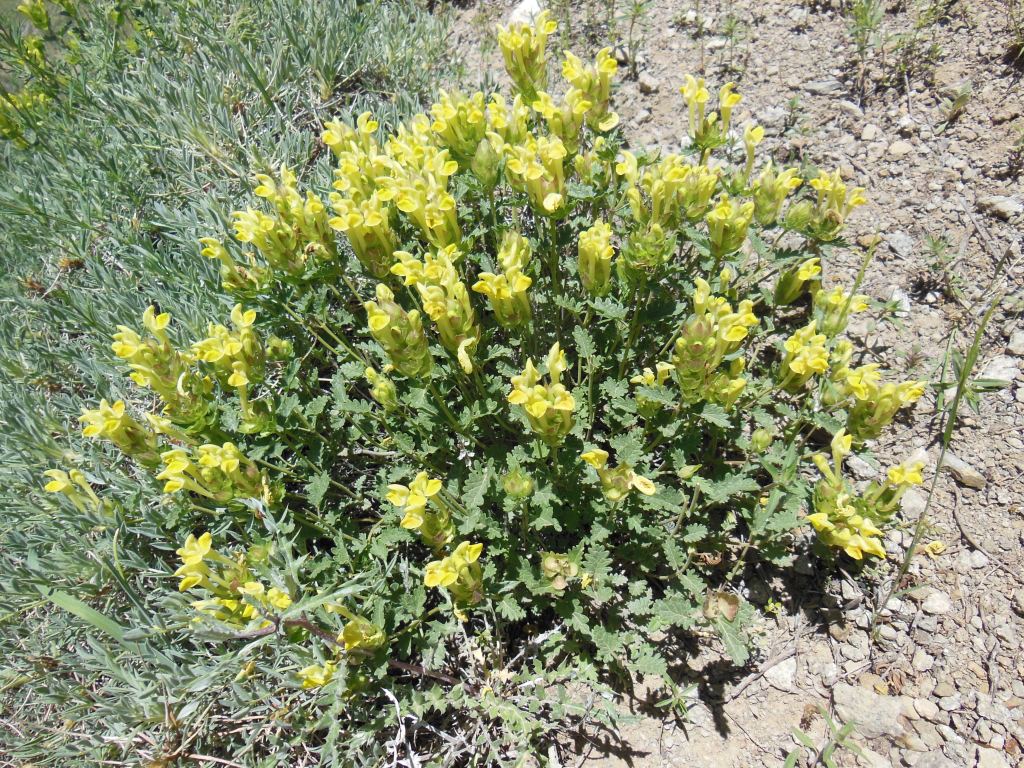 Image of Scutellaria darriensis specimen.