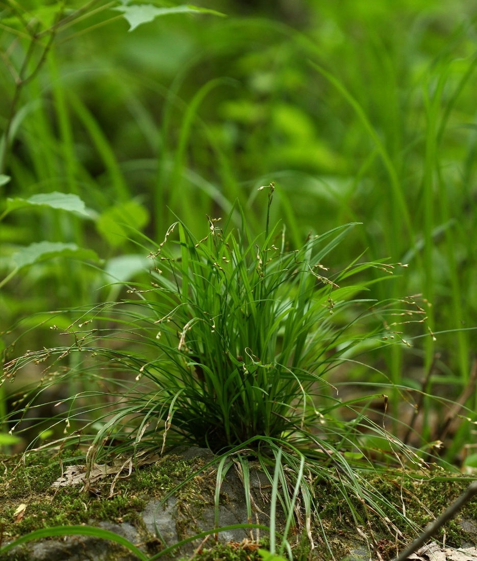 Image of Carex quadriflora specimen.