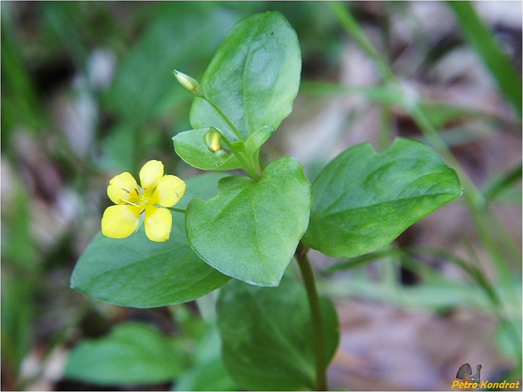 Image of Lysimachia nemorum specimen.