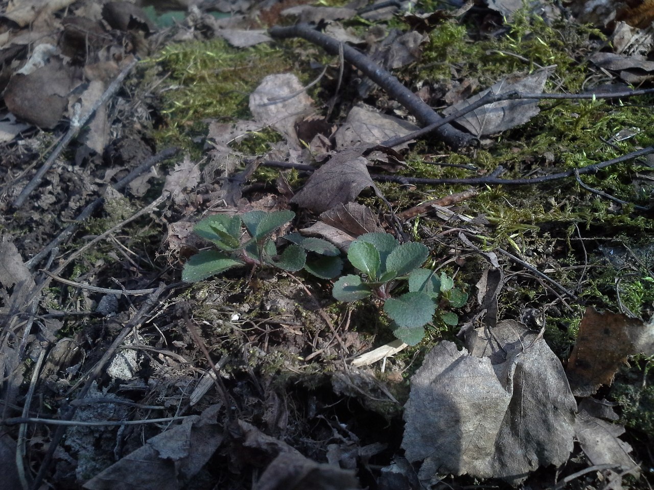 Image of Veronica officinalis specimen.