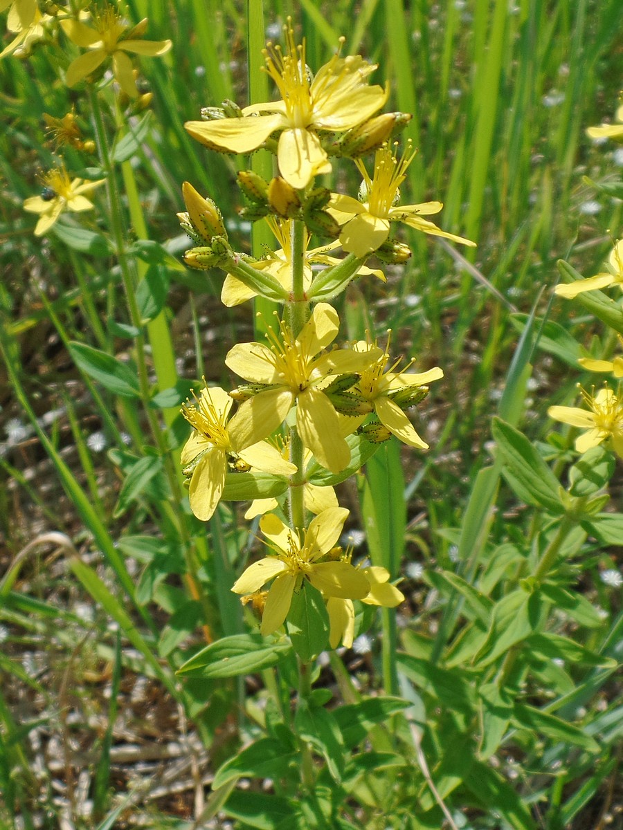 Изображение особи Hypericum hirsutum.