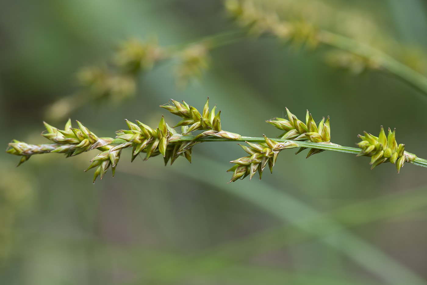 Изображение особи Carex elongata.