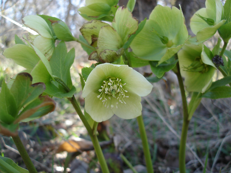 Изображение особи Helleborus caucasicus.