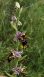 Ophrys oestrifera