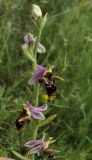 View full-size image Ophrys oestrifera