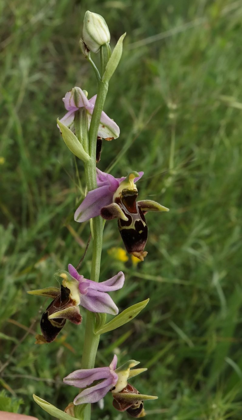 Image of Ophrys oestrifera specimen.