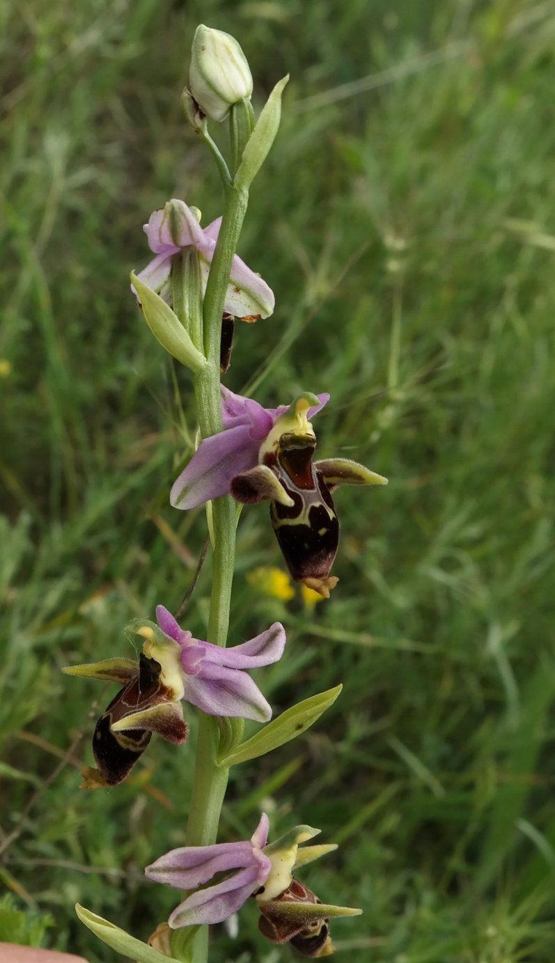 Изображение особи Ophrys oestrifera.