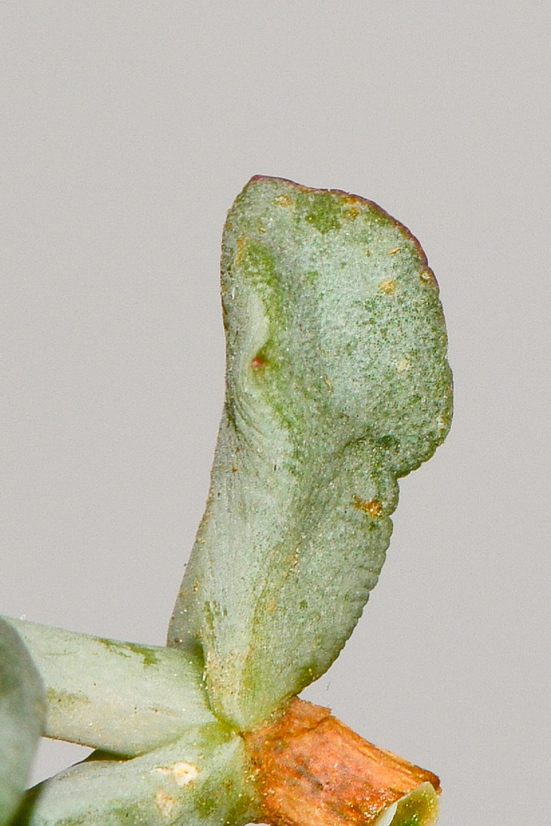 Изображение особи Lampranthus deltoides.