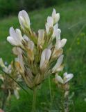 Astragalus glaucus. Соцветие. Крым, окр. Феодосии, Армутлукская долина, луговая степь. 17 мая 2017 г.