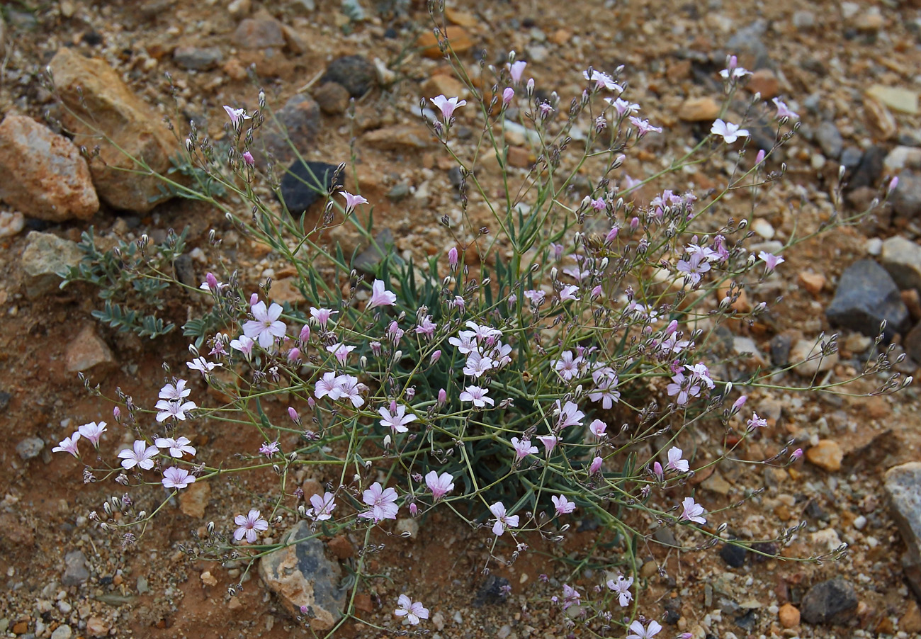 Изображение особи Gypsophila patrinii.