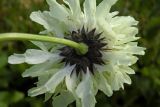 Cephalaria gigantea