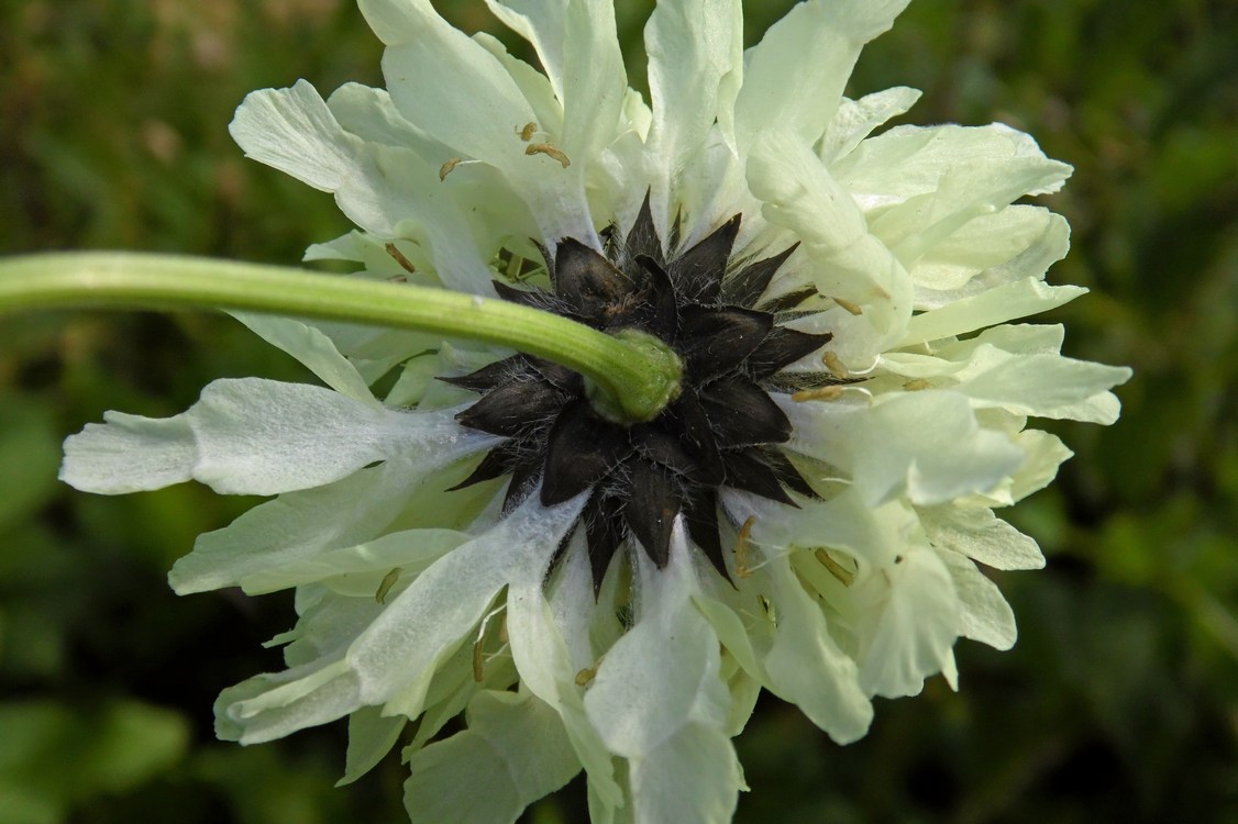 Image of Cephalaria gigantea specimen.