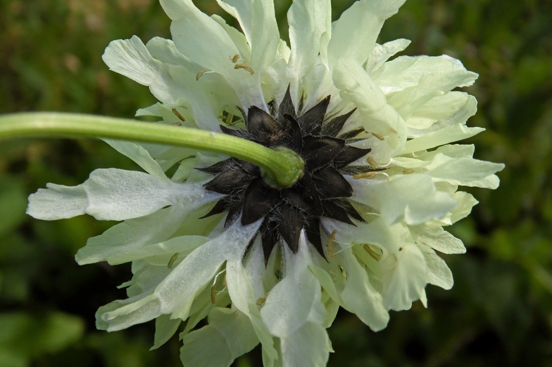 Изображение особи Cephalaria gigantea.