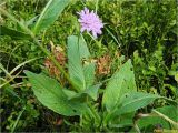 Knautia dipsacifolia