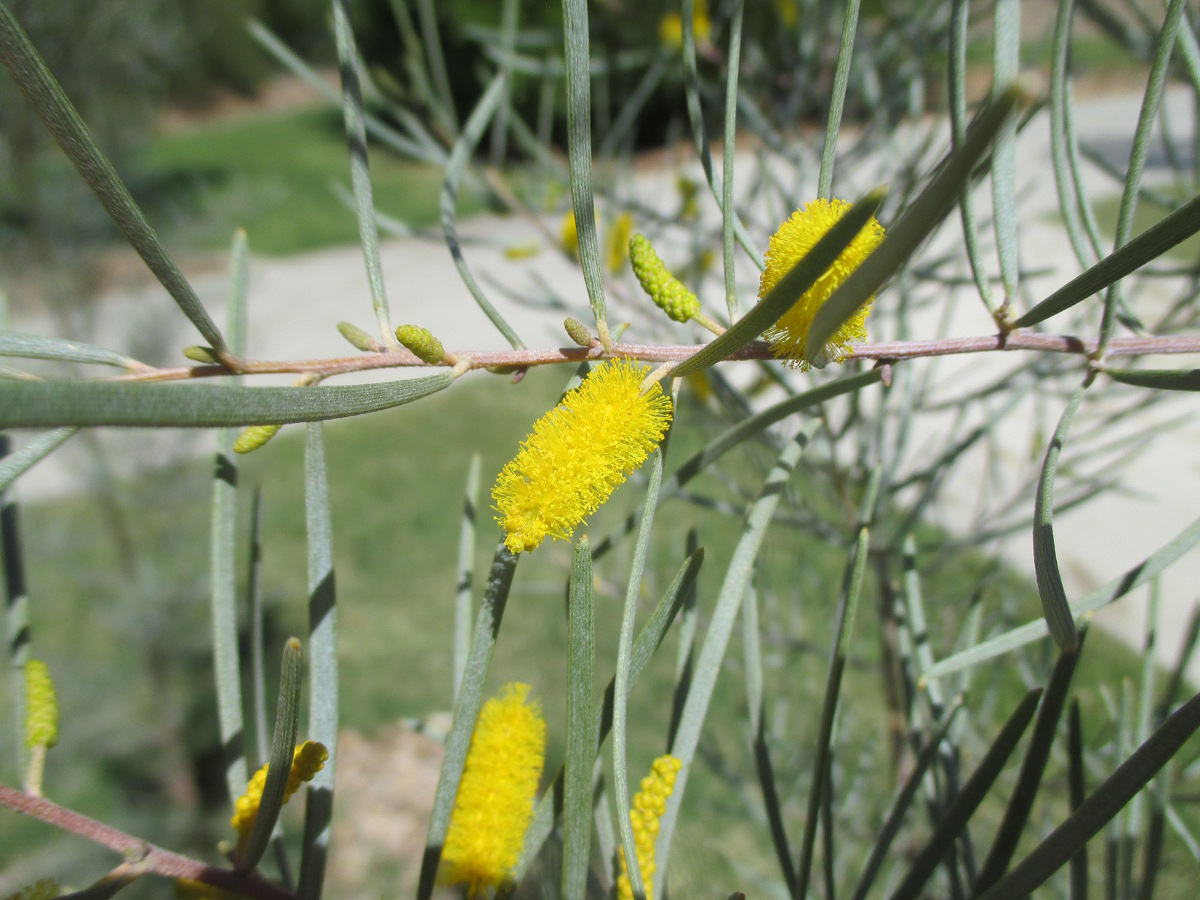 Image of Acacia aneura specimen.