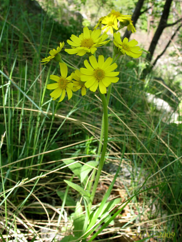 Image of Tephroseris subscaposa specimen.