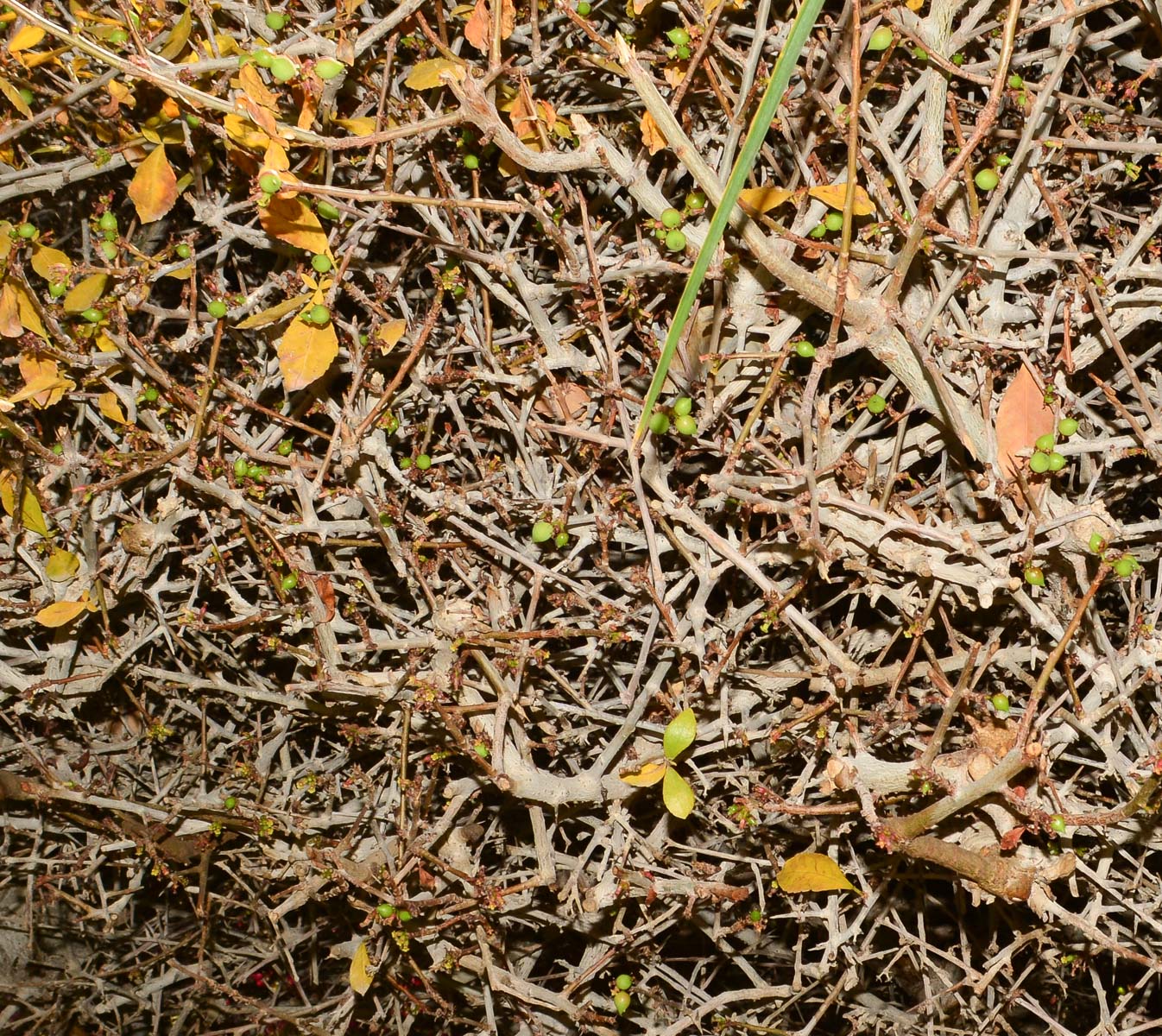 Изображение особи Commiphora habessinica.