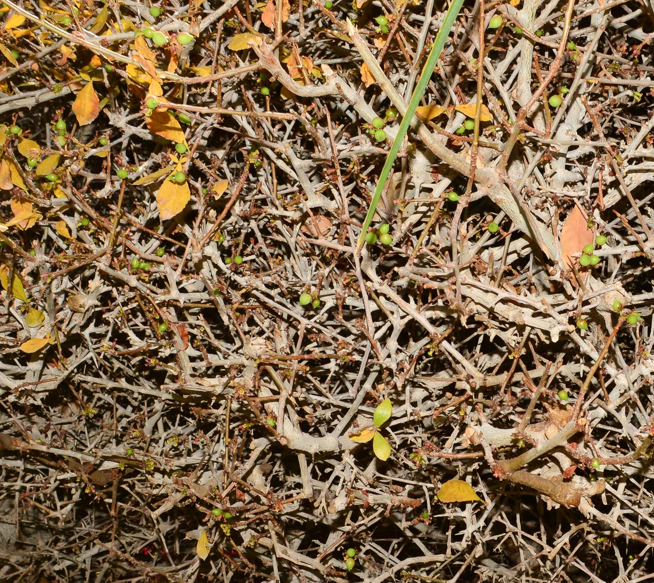 Image of Commiphora habessinica specimen.