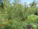 Grevillea johnsonii