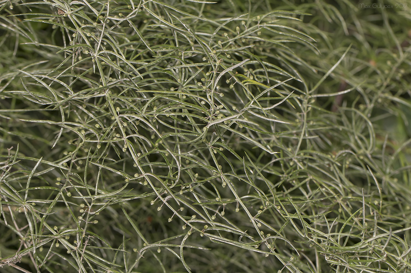 Изображение особи Asparagus verticillatus.