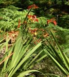 Crocosmia × crocosmiiflora. Верхушки цветущих растений. Испания, Галисия, национальный парк \"Атлантические острова Галисии\", архипелаг Cies, о. Monteagudo, обочина тропы. Июль.