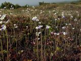 Pinguicula spathulata. Аспект цветущих растений. Магаданская обл., окр. г. Магадан, п-ов Старицкого, мохово-кустарничковая тундра. 16.06.2013.