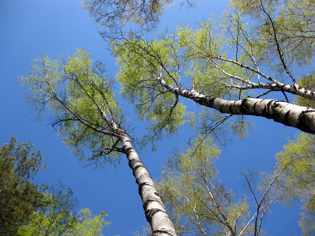 Изображение особи Betula pendula.