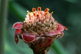 Etlingera elatior