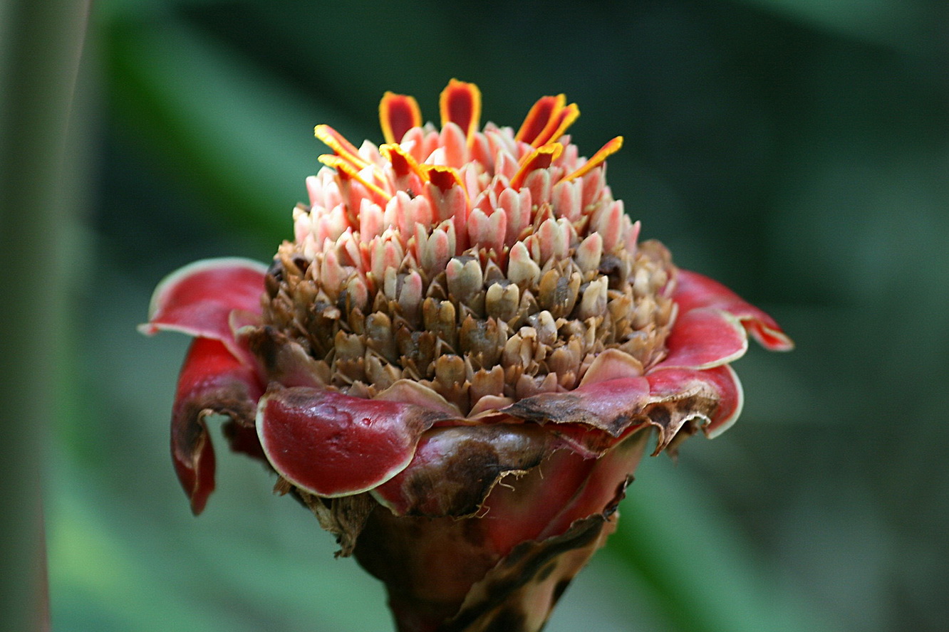 Image of Etlingera elatior specimen.