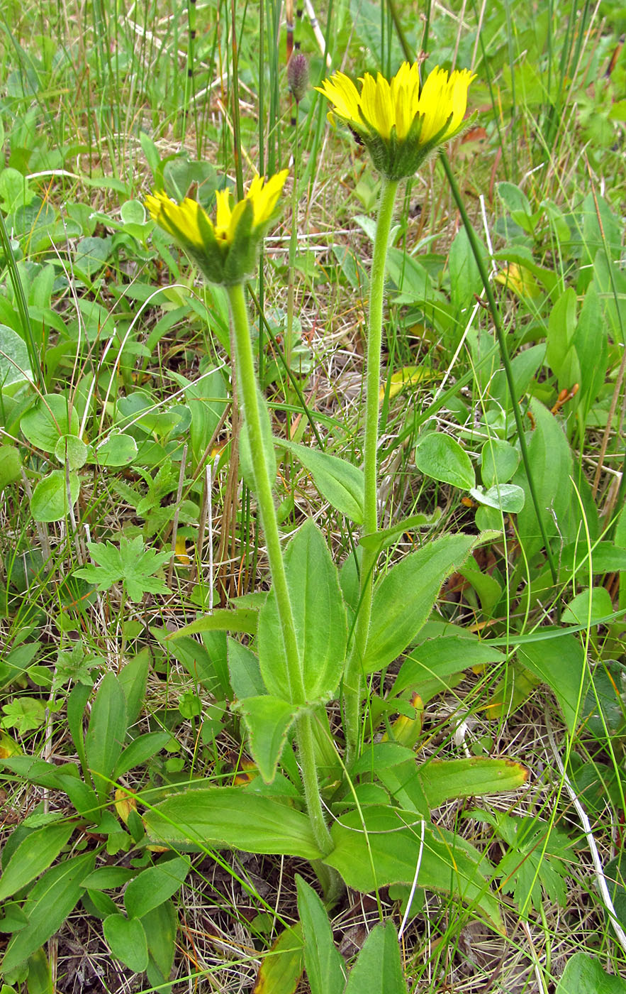 Image of Arnica unalaschcensis specimen.