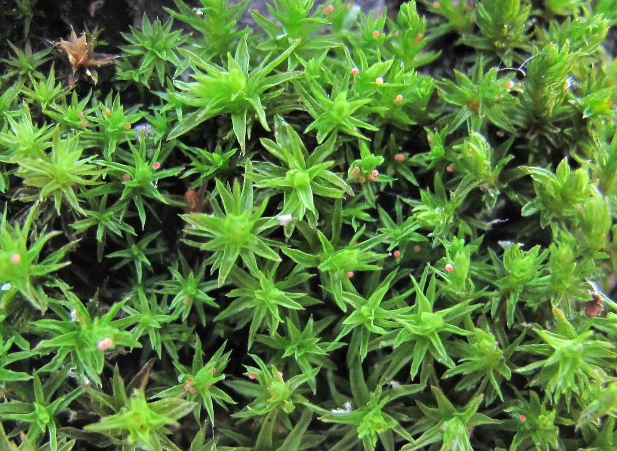 Image of genus Orthotrichum specimen.