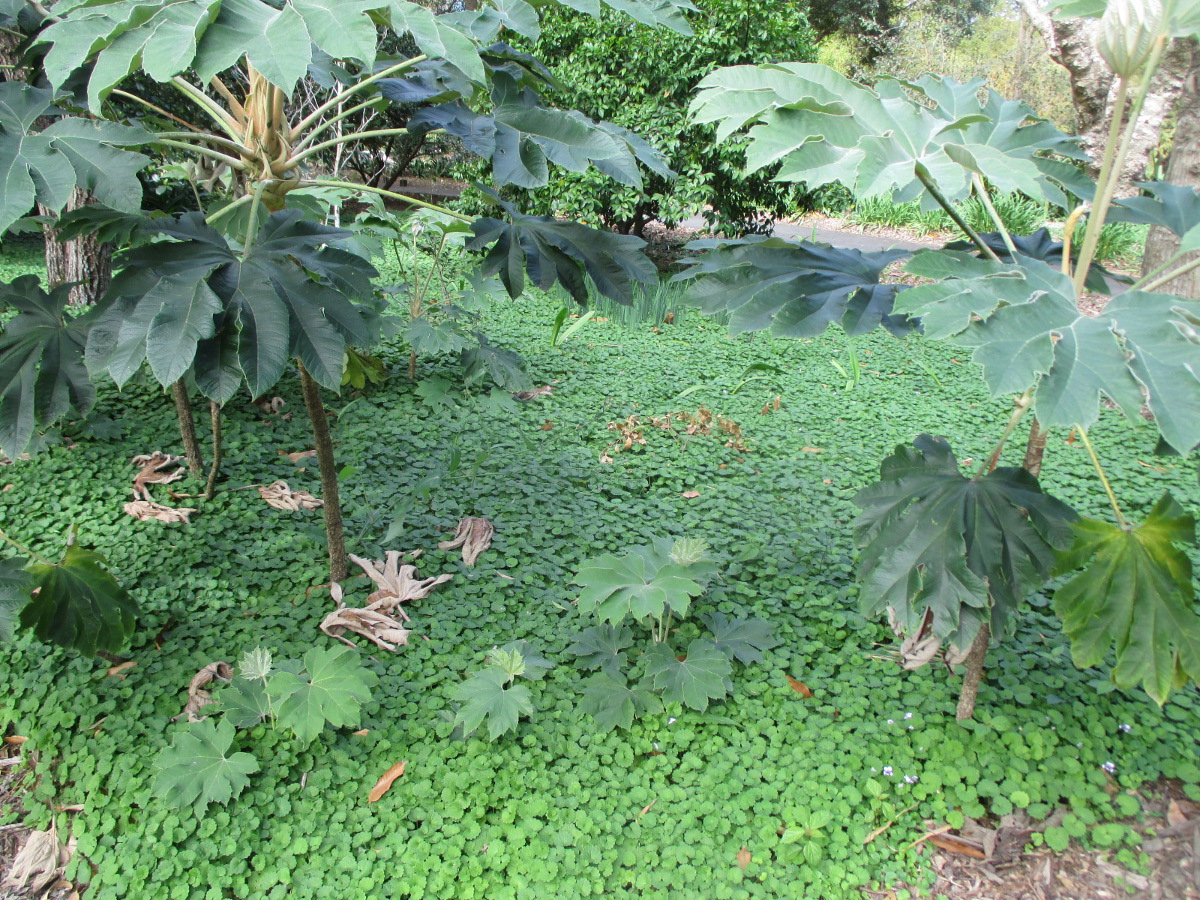 Изображение особи Tetrapanax papyrifer.