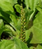 Plantago major