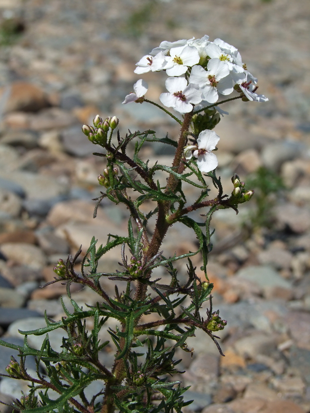 Image of Dontostemon pinnatifidus specimen.