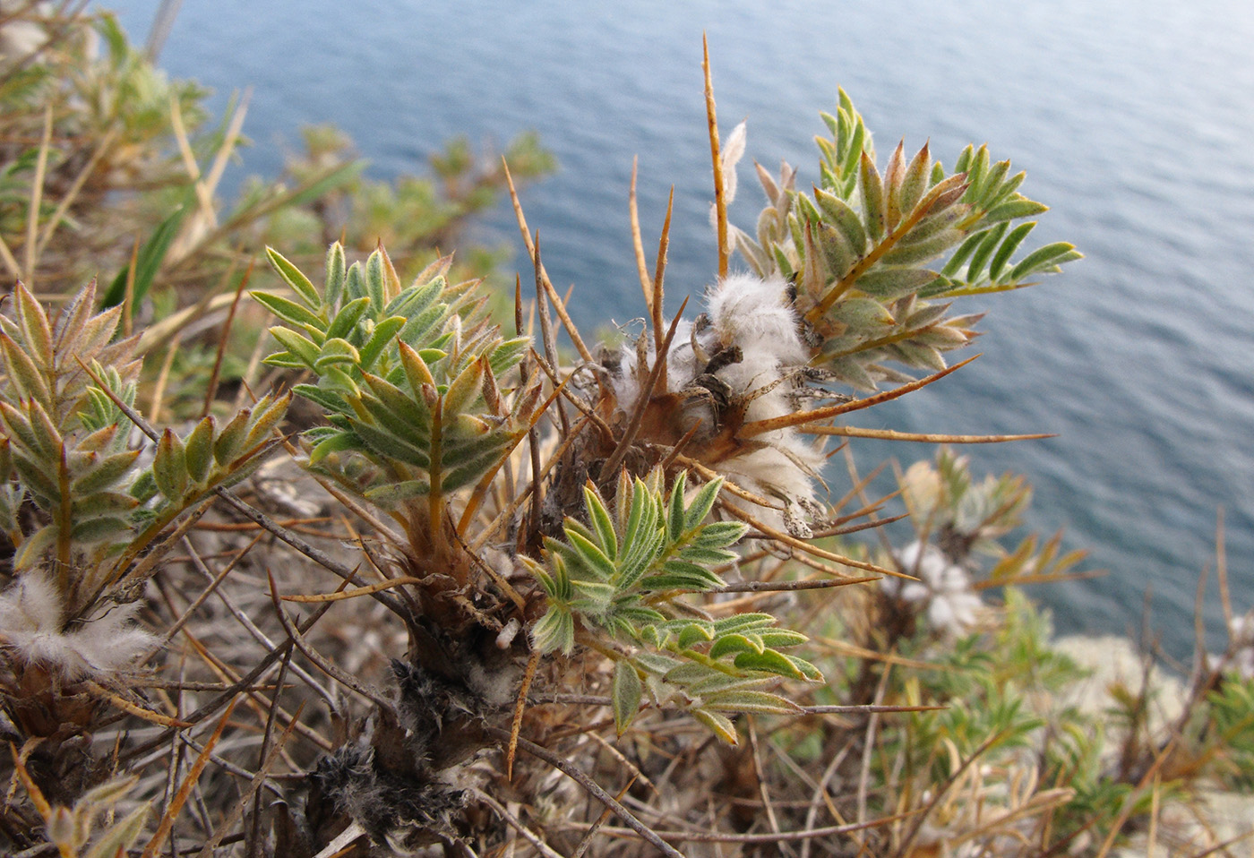 Изображение особи Astragalus arnacanthoides.