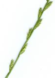 Image of taxon representative. Author is Алим Газиев