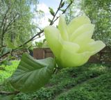 genus Magnolia