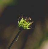 Carex capitata