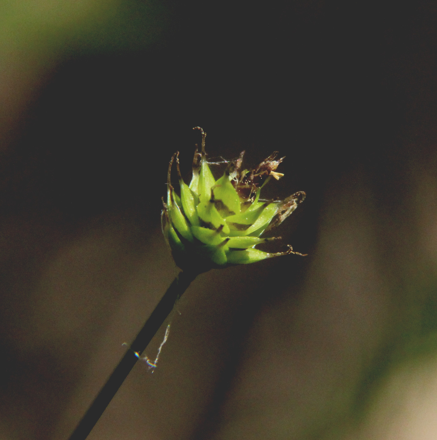 Image of Carex capitata specimen.
