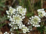 Smelowskia alba