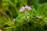 Erodium moschatum