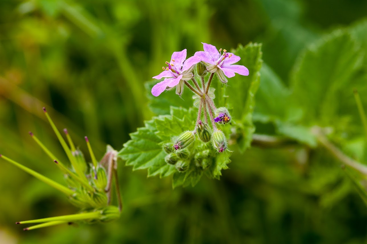 Изображение особи Erodium moschatum.