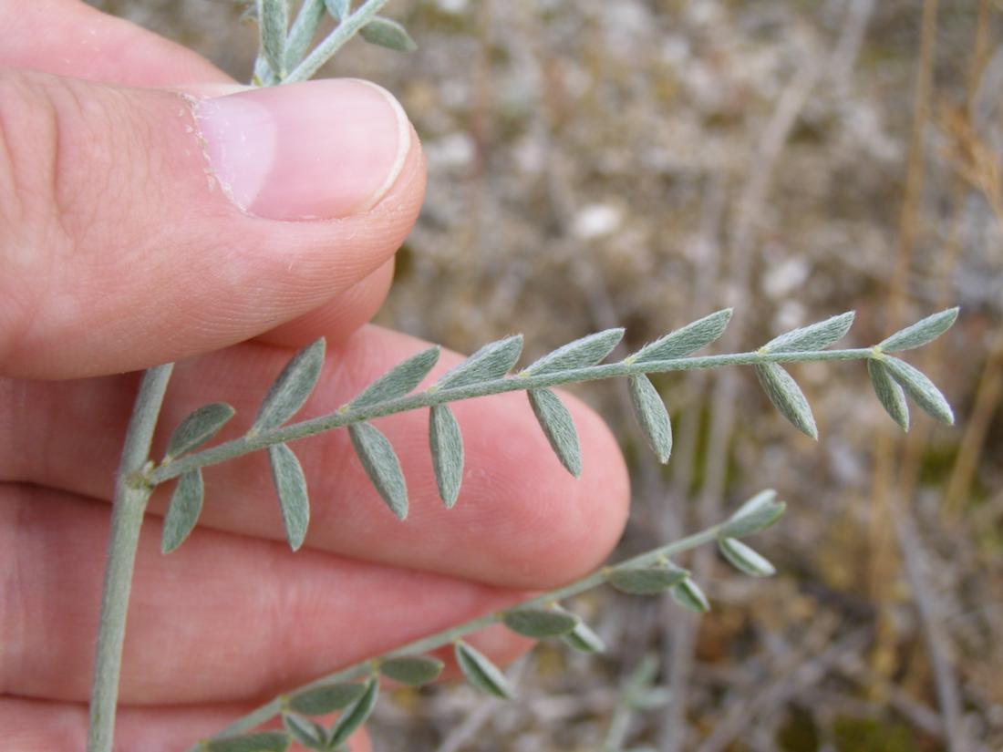 Изображение особи Astragalus varius ssp. eupatoricus.