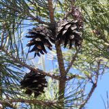 genus Pinus. Часть ветки со вскрывшимися шишками. Ростовская обл., г. Таганрог, в сквере. 09.04.2018.