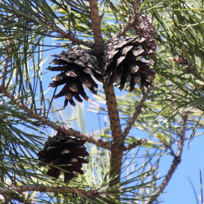 Image of genus Pinus specimen.